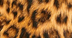 Purrapy: The (Android) Cat You’ve Always Wanted