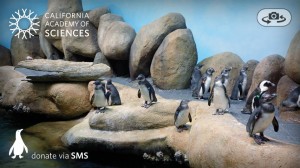 Pocket Penguins Android app review