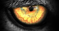 Watch Animals in Real Time with Leopard TV